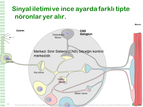 insektalarda_sinir_sistemi.png